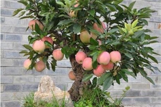 海棠和苹果的区别，科属形态花果期不同