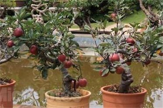 如何种植阳台苹果，4个步骤种子播种苹果