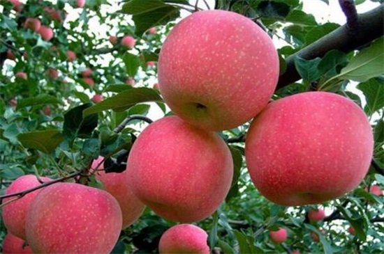 如何种植阳台苹果，4个步骤种子播种苹果