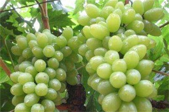 葡萄的品种有哪些，盘点八大常见的品种