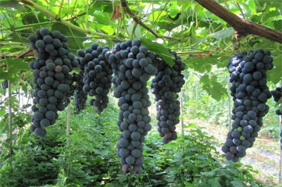 葡萄的品种有哪些，盘点八大常见的品种