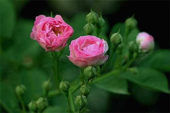 蔷薇花什么时候种植最好，在秋季种植成活率高