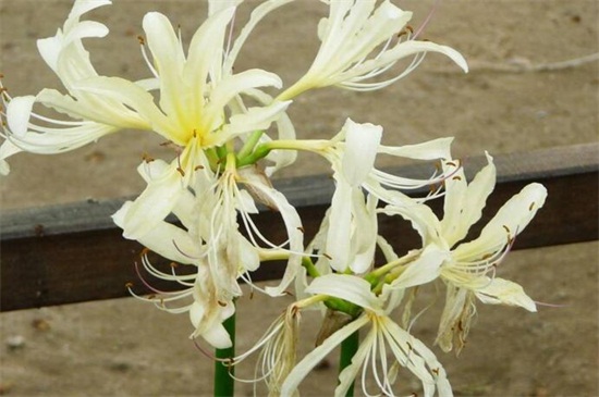 白花石蒜养殖方法