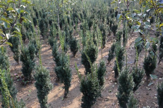曼地亚红豆杉用什么肥料，有机肥可促植物生长