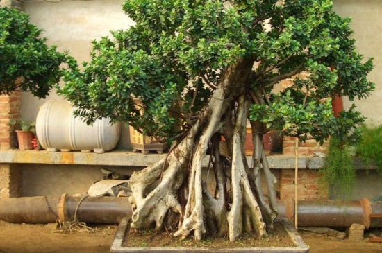 虎皮榕树适合什么土壤，松针土可促进根系生长