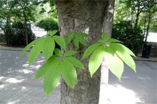 七叶树的繁殖方法，种子浸泡催芽播种繁殖