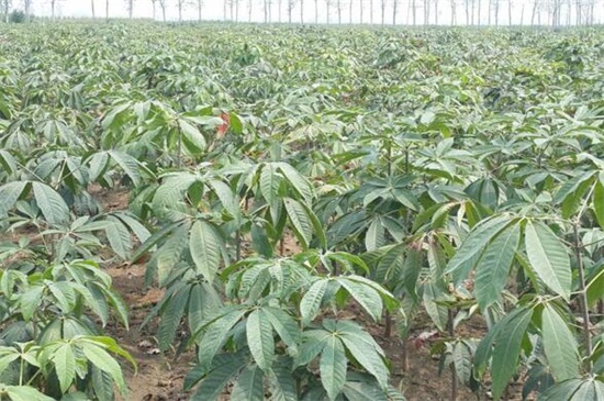七叶树分月养护方法，在9～10月采果取种播种