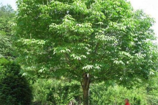 七叶树分月养护方法，在9～10月采果取种播种