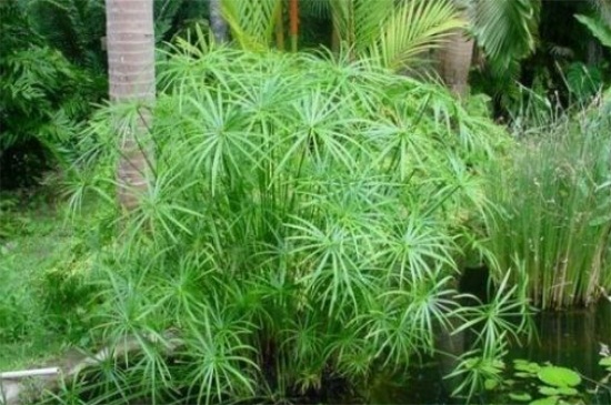 水竹可以放在室内吗，寓意生财可室内养殖