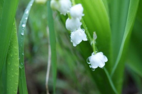 铃兰的花期及开花注意事项，春季5～6月份开花