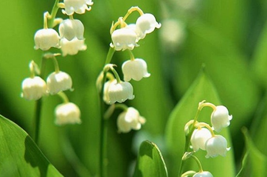 铃兰的花期及开花注意事项，春季5～6月份开花