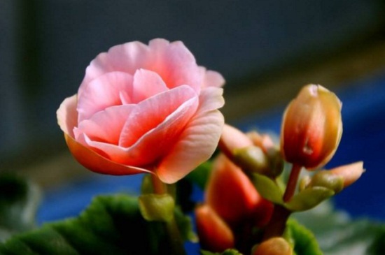 丽格海棠的价值，装饰能力高可作插花