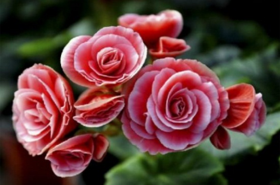 丽格海棠的价值，装饰能力高可作插花