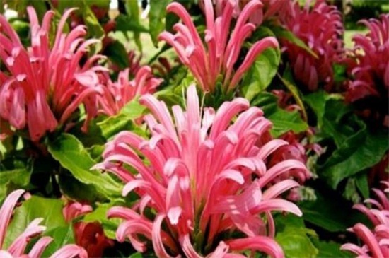 珊瑚花的功效和作用，可美容养颜还能装饰环境