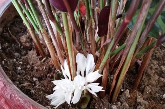 猫眼竹芋开花吗，养殖得当开白色花朵