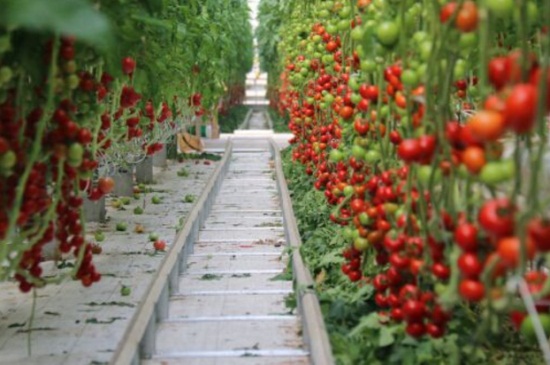 小番茄种植时间和方法，春夏播种养殖最佳