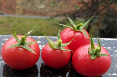 小番茄种植时间和方法，春夏播种养殖最佳