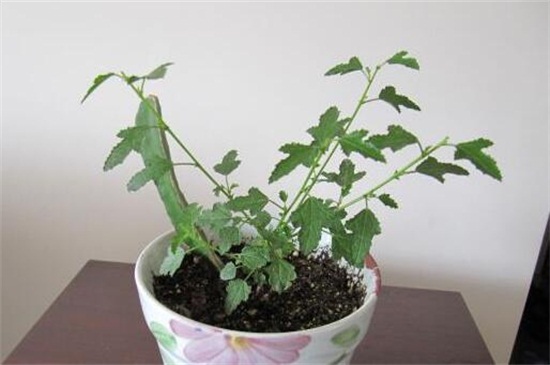 蒜香藤的繁殖方法，春季摘枝扦插繁殖