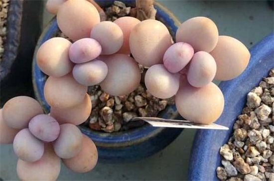 新买来的桃之卵怎么养胖