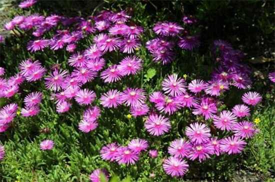 松叶菊有哪些常见的品种，盘点常见的八大品种
