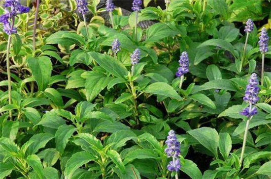 蓝花鼠尾草什么时候开花，在夏季6～8月开花
