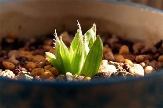 水晶掌的四季养护要点，春季追施有机肥促生长