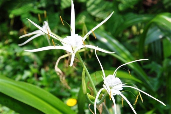 白花石蒜繁殖方法，详解4种白花石蒜繁殖方法
