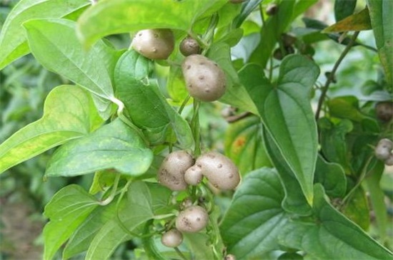 如何种植山药豆，4个步骤种植山药豆