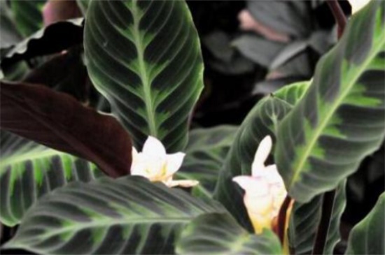 天鹅绒竹芋的主要病害，炭疽病需降低湿度通风养护