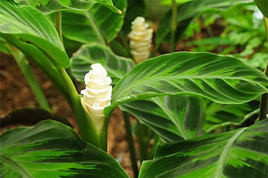天鹅绒竹芋的主要病害，炭疽病需降低湿度通风养护