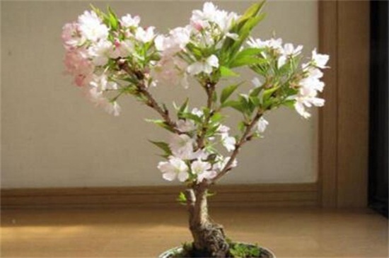 日本晚樱和东京樱花的区别，四种方法区分两者