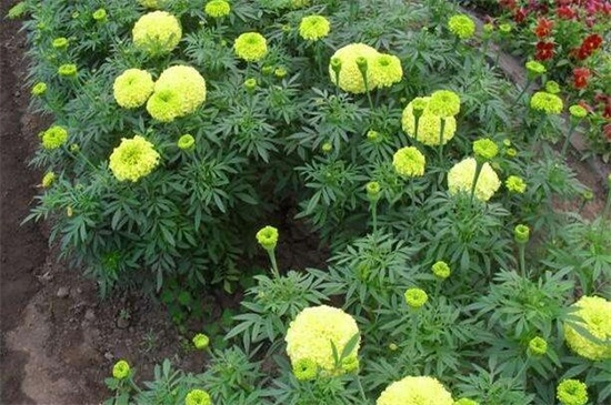 万寿菊种植方法