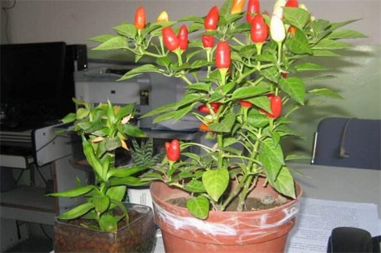 五彩椒的养殖方法