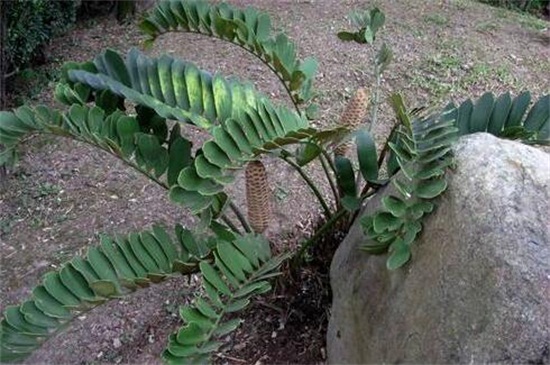 美叶凤尾蕉用什么盆土，腐叶土促使其生长茂盛