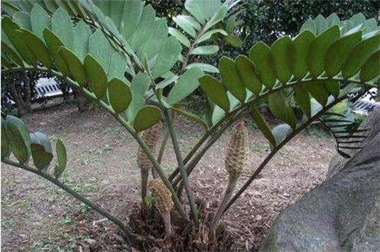美叶凤尾蕉用什么盆土，腐叶土促使其生长茂盛