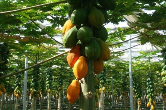 木瓜树种植方法，4个步骤种植木瓜树