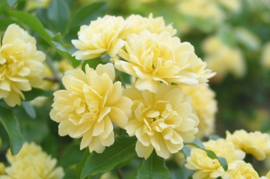 黄木香花和茉莉花的区别，外形与科属不同