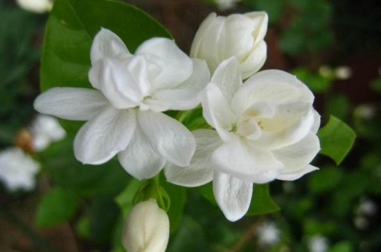 黄木香花和茉莉花的区别，外形与科属不同