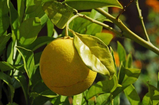 柠檬什么季节成熟，秋季9～11月份成熟