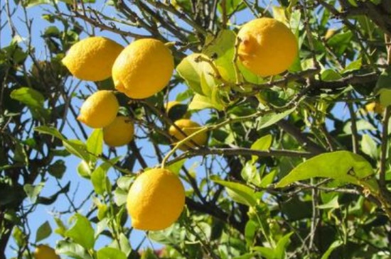 柠檬什么季节成熟，秋季9～11月份成熟