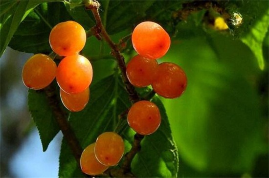 毛樱桃的功效与作用，可美容养颜还有助消化