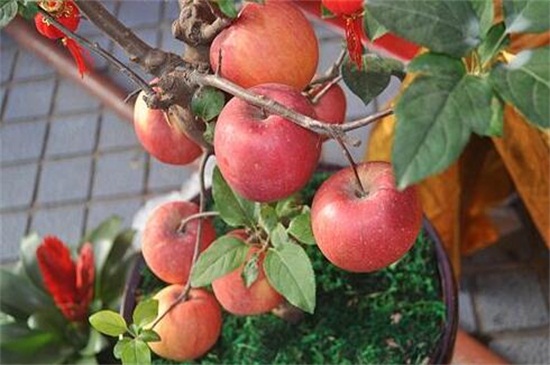 苹果成熟是什么季节，在春夏秋三季时成熟