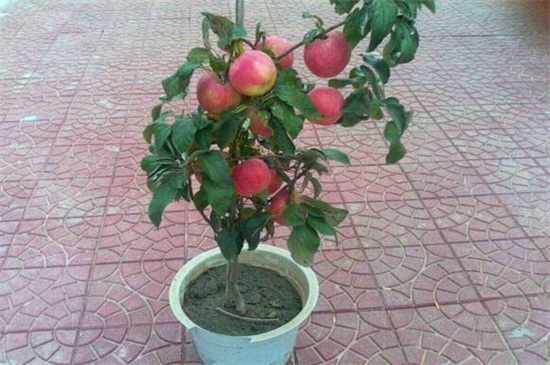 苹果成熟是什么季节，在春夏秋三季时成熟