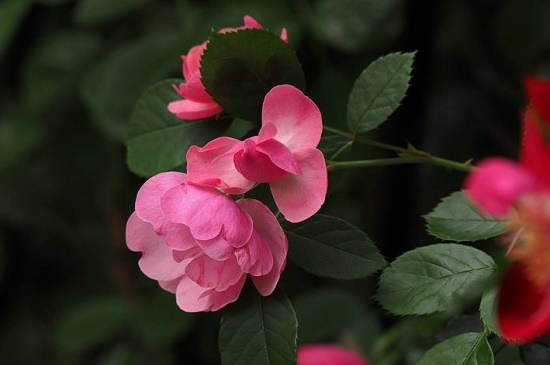 春天蔷薇掐枝能活么，气候适宜掐枝后可成活