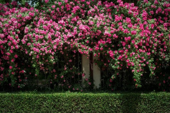 蔷薇几年可以爬满墙，养护3～5年可爬满墙