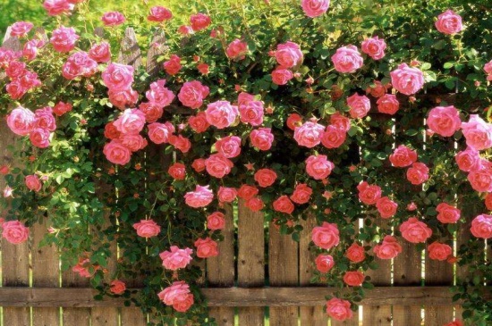 蔷薇几年可以爬满墙，养护3～5年可爬满墙