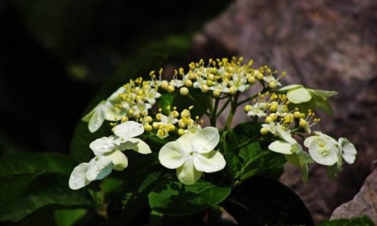 琼花的病虫害防治，白粉病需剪枝通风养护