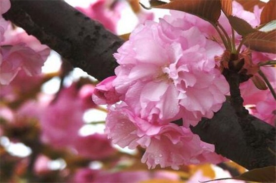 日本晚樱的作用，可供观赏还能泡茶饮用