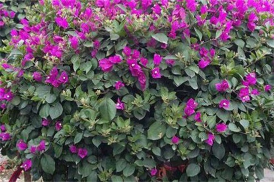花叶三角梅的养殖方法和注意事项，浇水确保土壤湿润