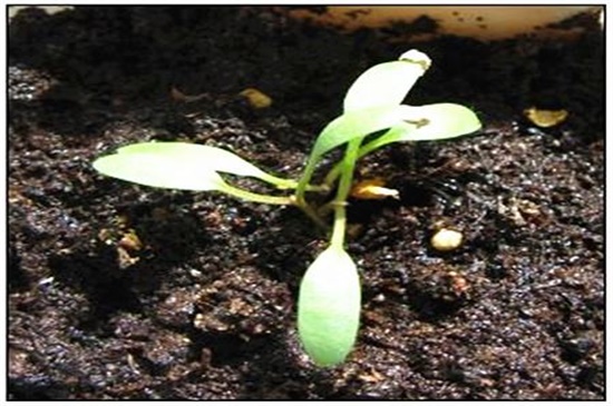 马蹄金怎么播种，种子浸泡遮阳养护
